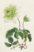 Antique Floral Folio VIII