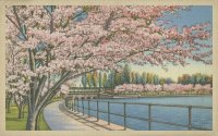 Cherry Blossoms  Potomac Park